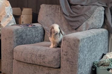 Rabbit does zoom or binky when my boyfriend is around?