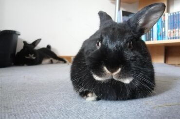 Suggestions on new Partner for bun