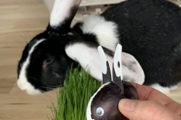 Hoppy Easter!
