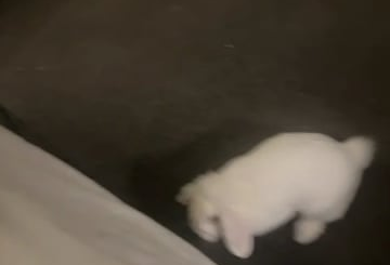 Hi, my female rabbit who is about 1 year old, she is not spayed/neutered has been doing this every time I let her out of her pen for the last 3 days