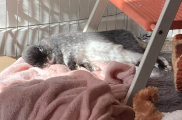 Anyone else got a bunny that likes sunbathing?