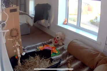 Morning Zoomies