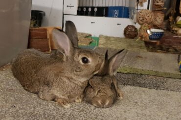Concerned about bunny about to lose her sister