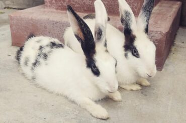 My bunny was so cute and fun,sadly my bunny died due to gastric or something.