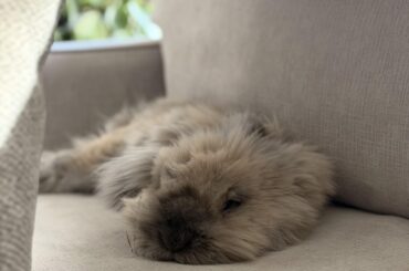 Tips on how to inflate a bunny?