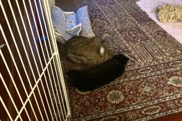 My noodle-shaped void and his woman