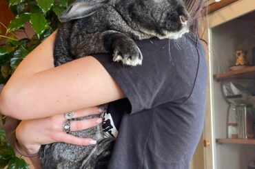 Meet Modest!