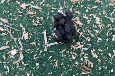 What’s this weird poop tower?