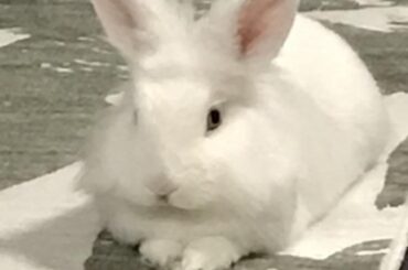 My little man, Parsley