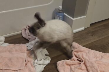 Cream and his binkies