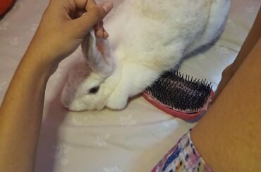 She dropped the salt packet on the floor and tried to eat the salt grains, SHAME HER