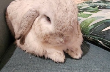 Momo wants to be a pirate & join Luffy