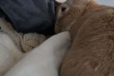Best alarm clock
