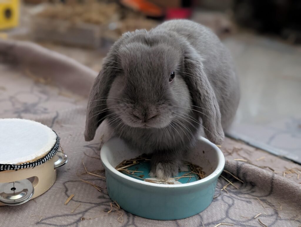 Bunny’s eating like the food might disappear