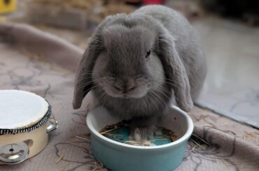 Bunny's eating like the food might disappear