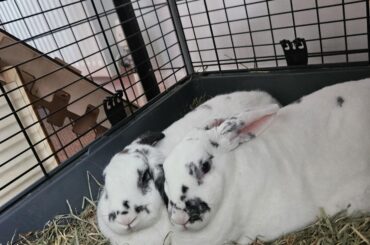 They love each other dearly ❤️ 💛 🐾🐇