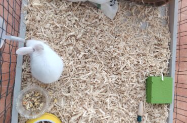 Updated cage: enough now?