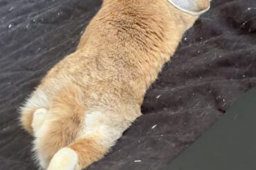 my comfy chonker 🥰