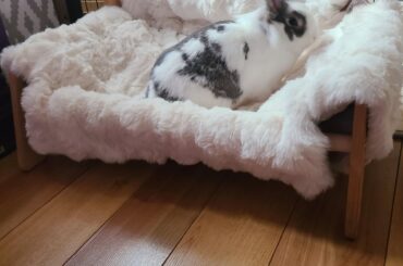 Furniture inspection