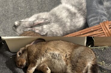 Omg rescue buns!