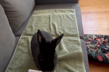 Playing with everything BUT toys🚮