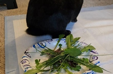 I made Jet a beautiful salad..but I guess I put it in the wrong bowl.. *sigh* Ive failed him again..