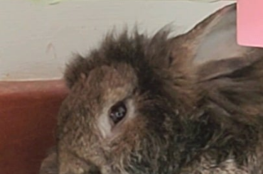 Do all buns malfunction when they sleep?
