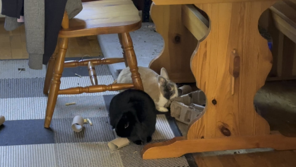 ❌Store bought toys❌ ✅paper rolls & cardboard packaging✅