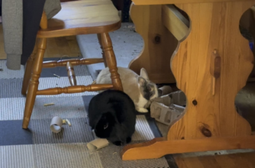 ❌Store bought toys❌ ✅paper rolls & cardboard packaging✅