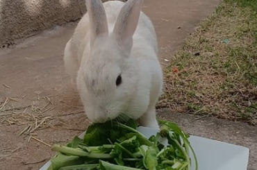 "How can you lock me in this yard and then try to ask for forgiveness by giving me food?"