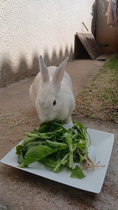 How can you lock me in this yard and then try to ask for forgiveness by giving me food?