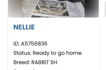 Nellie … awaiting her forever home 💝
