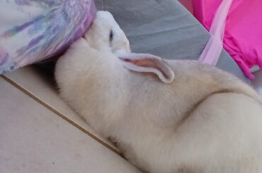 If this position is comfortable for you, dear...