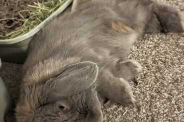 Post-pets flop!