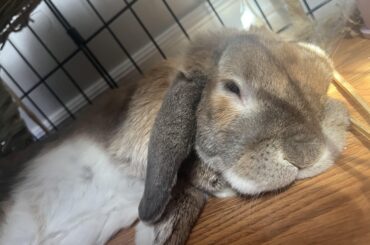 Sleeping in his lil house