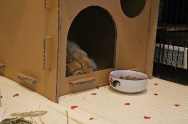 Miso sleeps like she just did a back-to-back double shift~