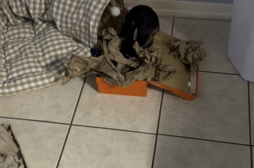 Where’s my treat!?!?