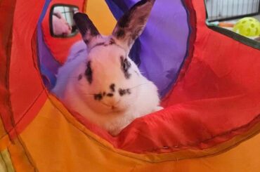 Henry in his Nirvana state 🐾🐇🐰 🌈 🍒