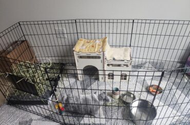 Is this enough space for two adult rabbits?