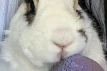 Hoppy Easter from Spot!