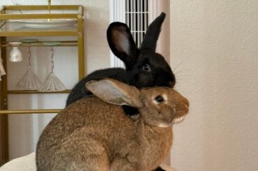 Umbreon & Mocha are rescues from a meat farm. How they’re doing 1+ years later
