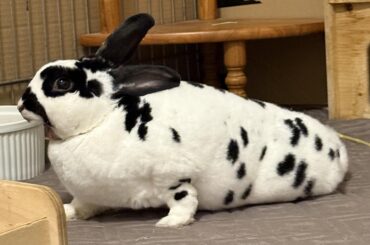 Spoon’s strangest yawn/stretch combo so far
