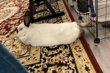 Had to put his feet up after a long day of chewing cardboard