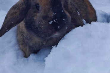 Sophie got absolutely excited from snow last winter, how do your buns react?
