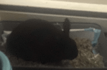 I need advice on raising/bonding my rabbit