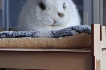 what is the weird dot/hole(?) on his nose? should i be concerned?