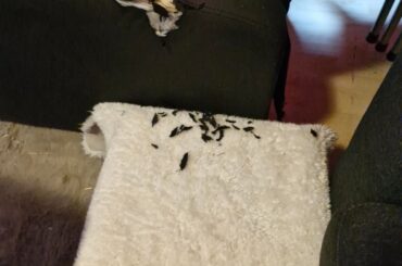 Dora's on a diet, so she ate a chair! Second pic: "Nudge, nudge... HUUUMAAAAAN!"