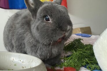 Luvon vs watermelon