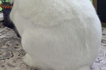 Incoming fluff storm