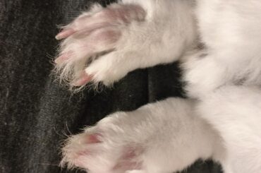 Help, bunny overgrooms feet?